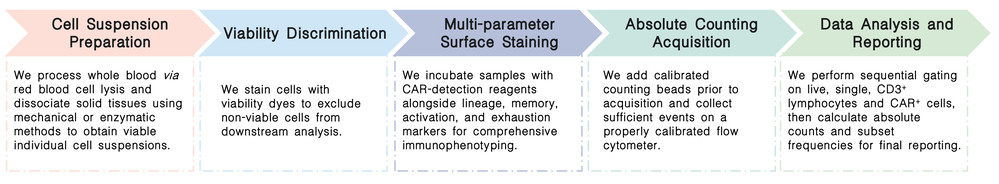 Workflow of tracking in vivo CAR-T cell kinetics and long-term persistence with quantitative flow cytometry at Creative Biolabs. (Creative Biolabs Original)