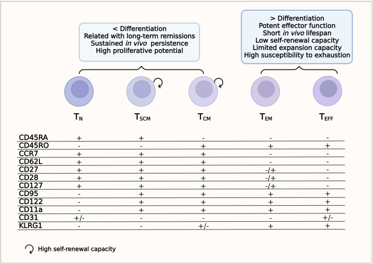 Fig.1 The immunological phenotype and defining characteristics of T cell subpopulations crucial for achieving efficacy in CAR-T cell therapy. (OA Literature)