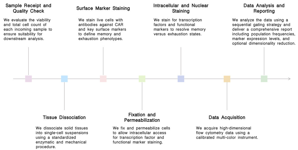 Workflow of multi-color flow cytometry for in vivo CAR-T phenotypic profiling: memory vs. exhaustion at Creative Biolabs. (Creative Biolabs Original)