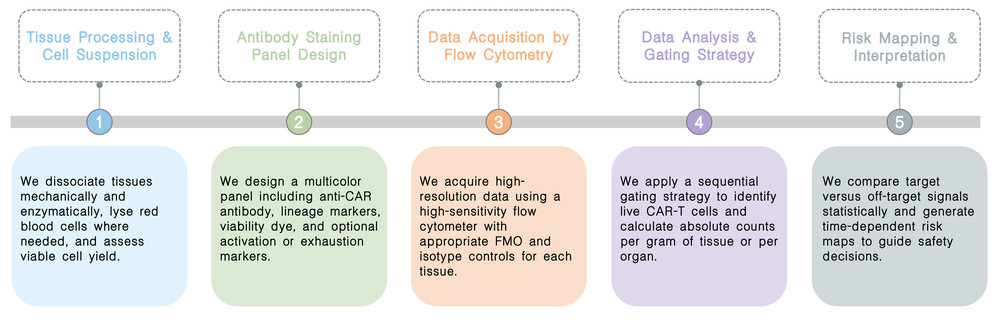 Workflow of flow cytometry-based biodistribution studies: mapping in vivo CAR-T off-target risks at Creative Biolabs. (Creative Biolabs Original)