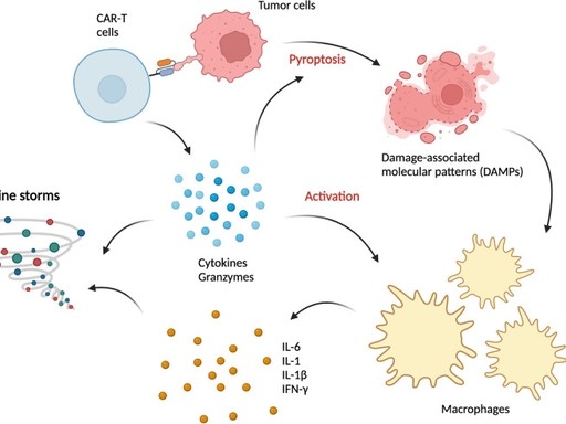 Fig.1 How CAR-T Cells Trigger Cytokine Release Syndrome: Mechanisms and Pathways. (OA Literature)