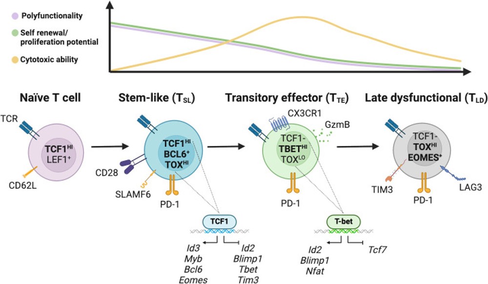 Fig.1 A Framework of CD8⁺ T Cell Phenotypes and Differentiation Lineages in Tumors. (OA Literature)