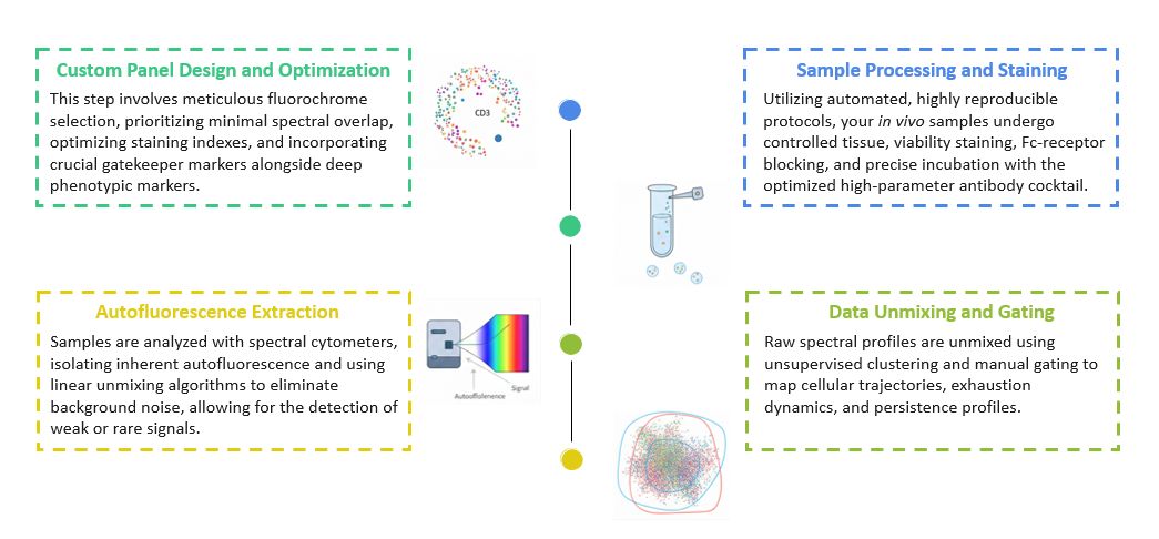 Workflow of Resolving Complex Samples: High-Dimensional Spectral Flow Cytometry for In Vivo CAR-T Research. (Creative Biolabs Original)