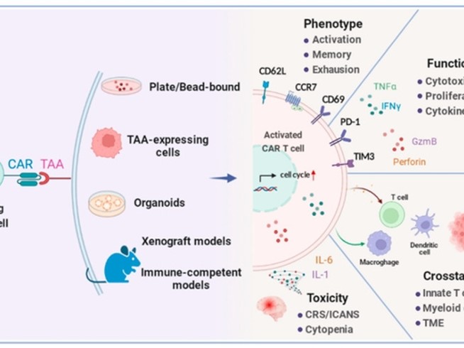 Fig.1 The Functional Landscape of Activated CAR-T Cells. (OA Literature)