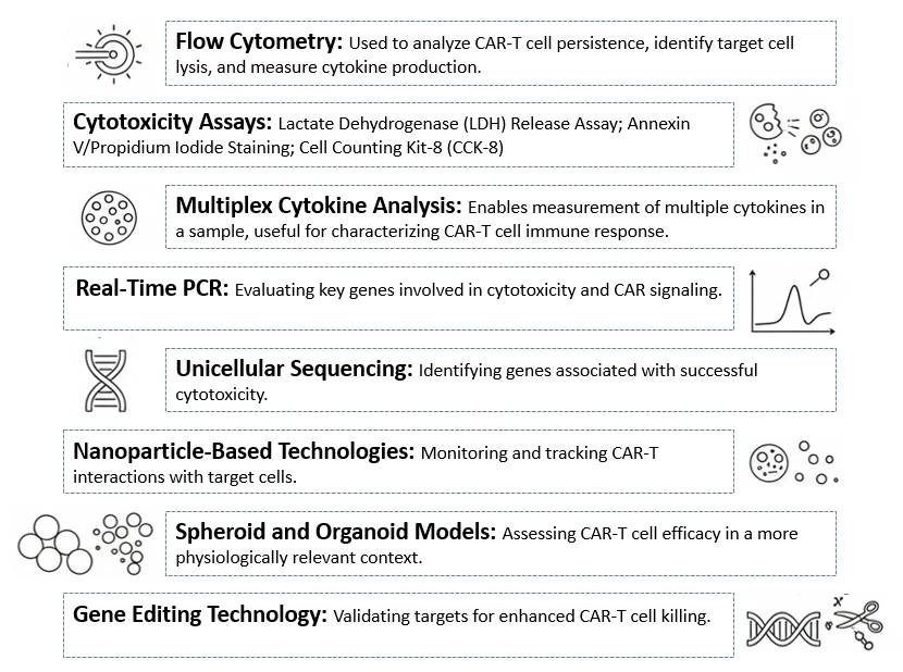 Analysis of Flow Cytometry-Based Cytotoxicity & Killing Assays for In Vivo CAR-T Cells Functional Validation. (Creative Biolabs Original)