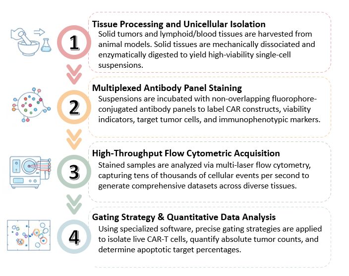 Workflow of Flow Cytometry-Based Cytotoxicity & Killing Assays for In Vivo CAR-T Cells Functional Validation. (Creative Biolabs Original)