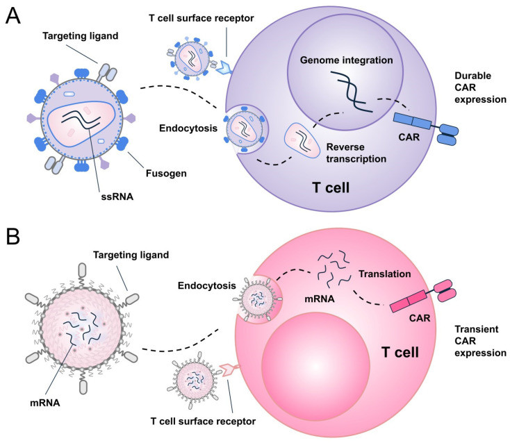 Fig.1 Mechanistic pathways and kinetic expression profiles of in situ CAR-T programming. (OA Literature)