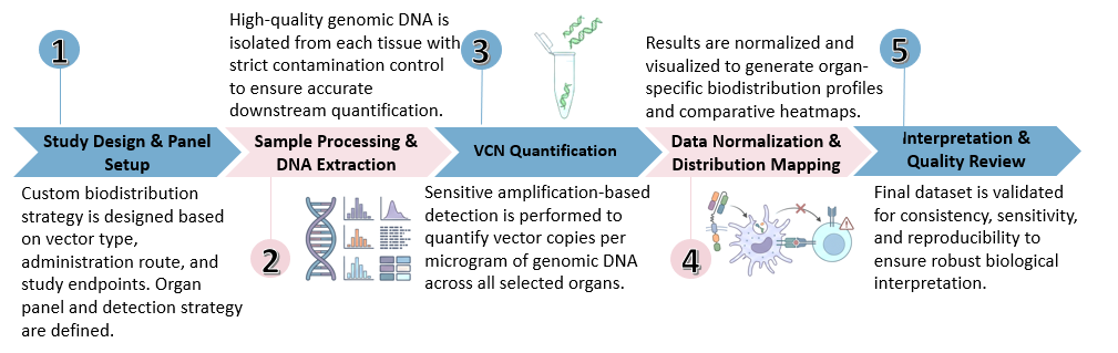 Workflow of Multi-Organ In Vivo CAR Vector Copy Number (VCN) Biodistribution Assay. (Creative Biolabs Original)