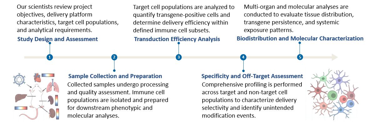Workflow of Target T-Cell Transduction Efficiency & Specificity Profiling. (Creative Biolabs Original)