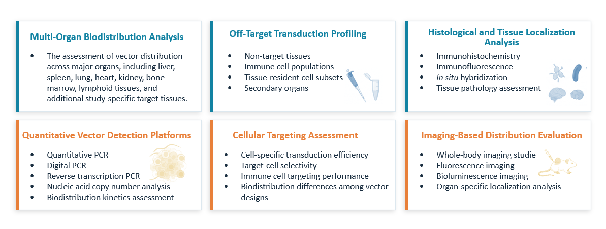 Analysis of Multi-Organ Vector Distribution & Off-Target Profiling Services for In Vivo CAR. (Creative Biolabs Original)