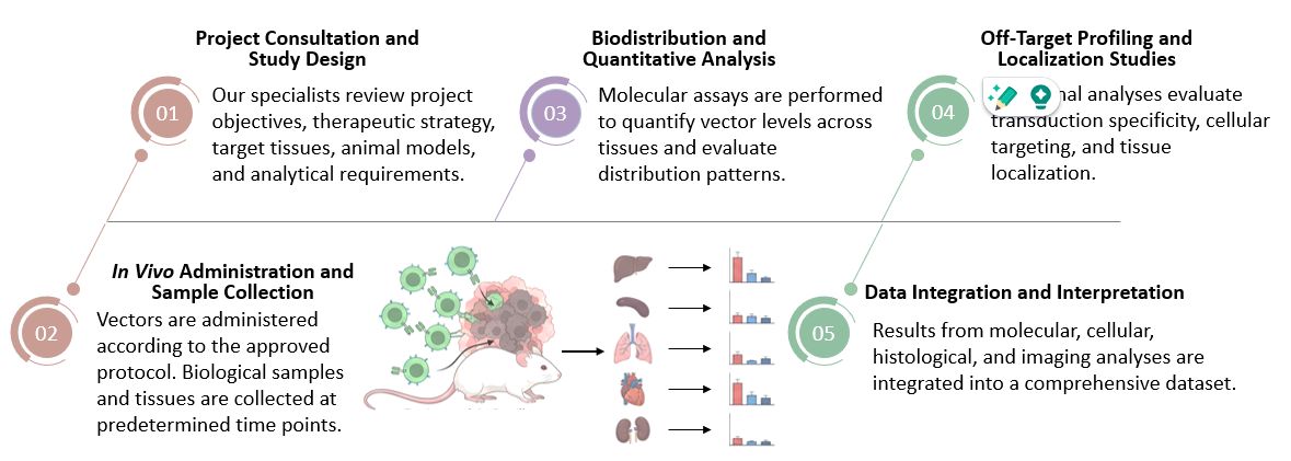 Workflow of Multi-Organ Vector Distribution & Off-Target Profiling Services for In Vivo CAR. (Creative Biolabs Original)