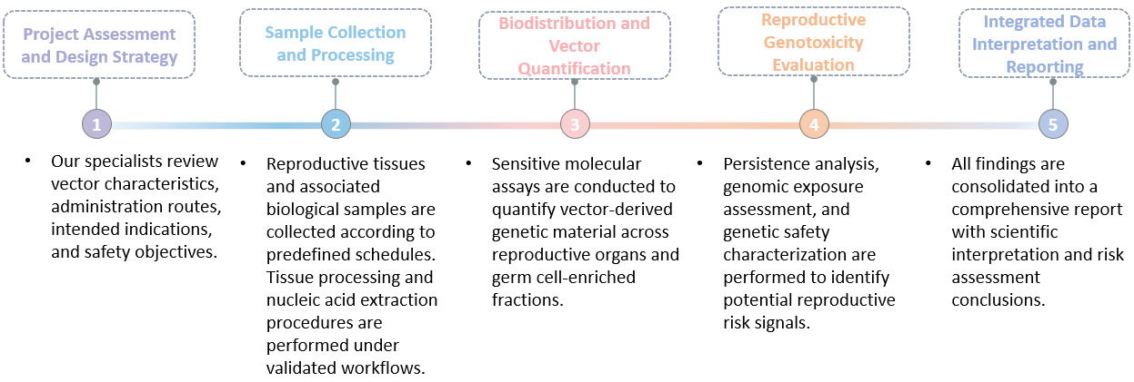 Workflow of Germline Transmission & Reproductive Genotoxicity Screening. (Creative Biolabs Original)