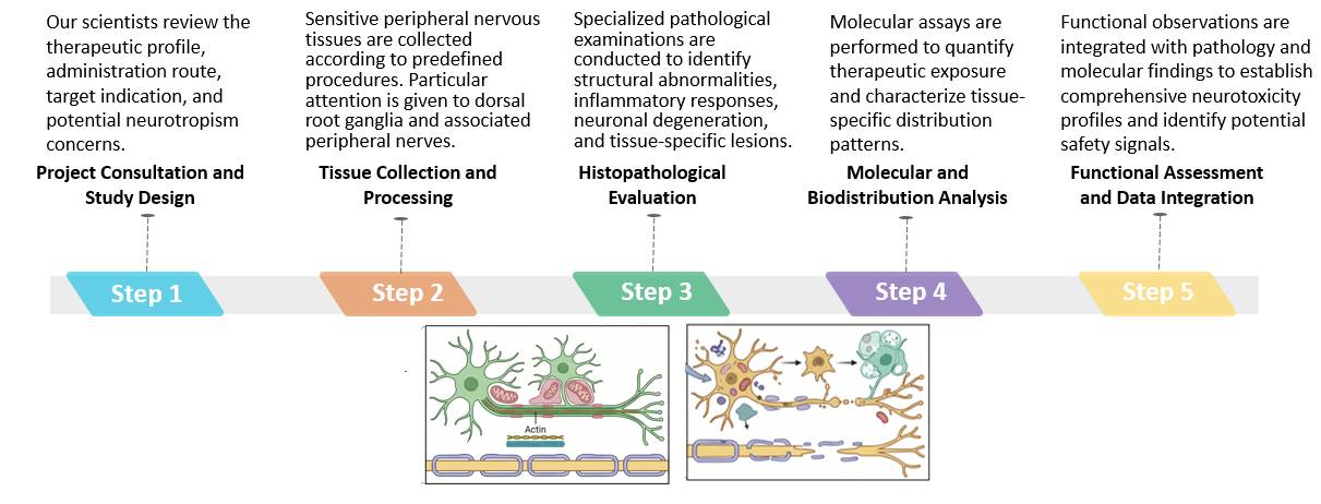 Workflow of Targeted Neurotoxicity within Sensitive Peripheral Nervous Tissues. (Creative Biolabs Original)