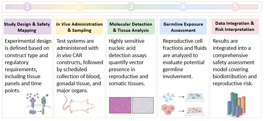 Workflow of Germline Transmission & Sensitive Tissue Testing (DRG) for In Vivo CAR. (Creative Biolabs Original)