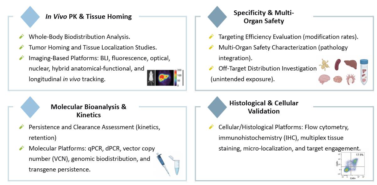 Analysis of Non-Clinical Biodistribution & Targeting Evaluation for In Vivo CAR. (Creative Biolabs Original)