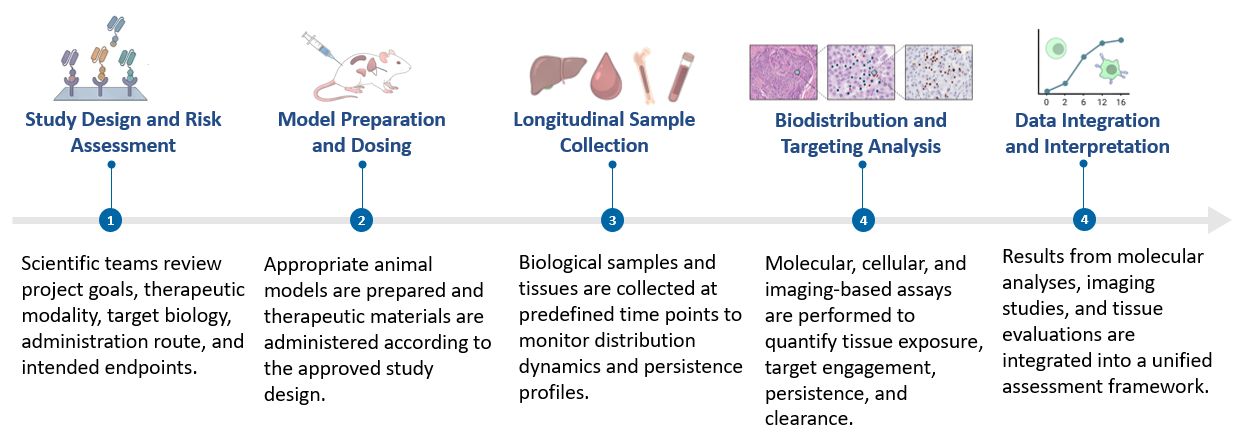 Workflow of Non-Clinical Biodistribution & Targeting Evaluation for In Vivo CAR. (Creative Biolabs Original)