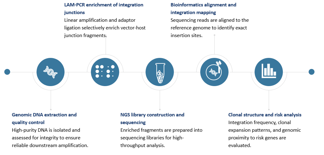Workflow of LAM-PCR & Target-NGS Golden Standard Integration Site Analysis. (Creative Biolabs Original)