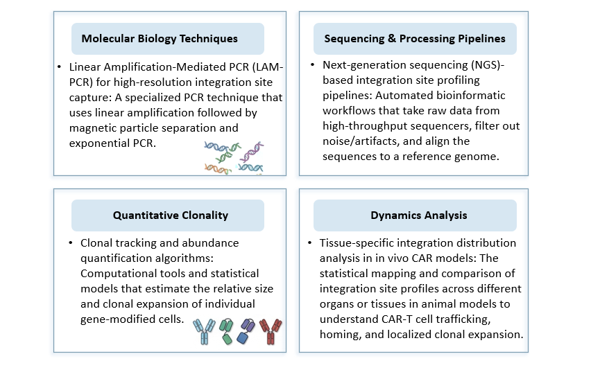 Analysis of Genomic Insertional Mutagenesis & Oncogenesis Mapping for In Vivo CAR. (Creative Biolabs Original)