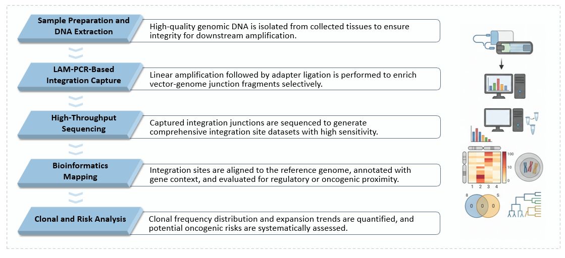 Workflow of Genomic Insertional Mutagenesis & Oncogenesis Mapping for In Vivo CAR. (Creative Biolabs Original)