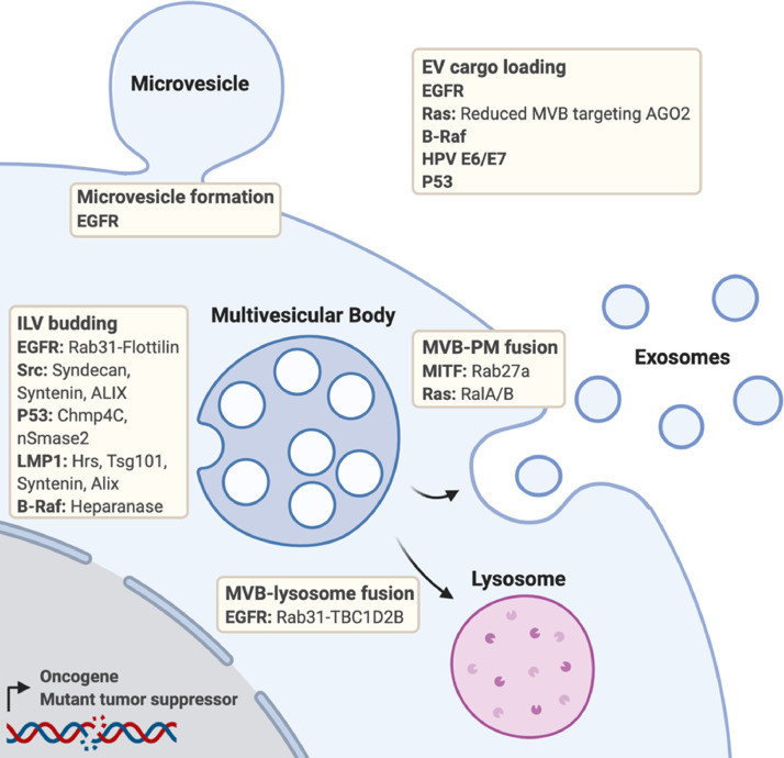 Fig.1 The roles of oncogenes and tumor suppressors at multiple levels of cancer extracellular vesicle shedding and cargo acquisition. (OA Literature)