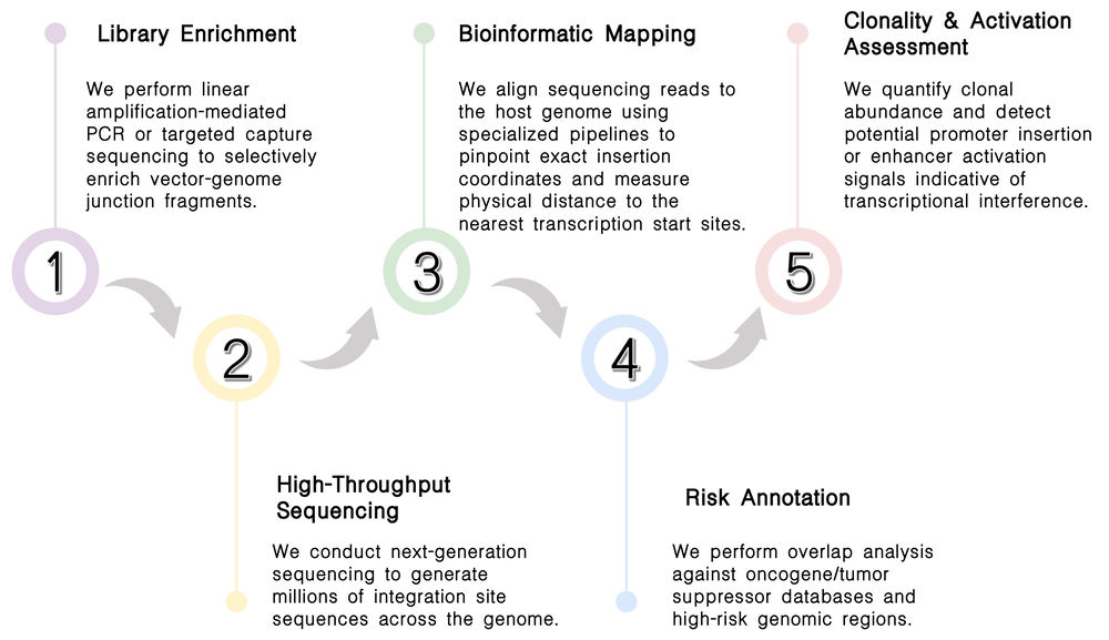 Workflow of oncogene/tumor suppressor proximity profiling & transcription interference assessment services at Creative Biolabs. (Creative Biolabs Original)