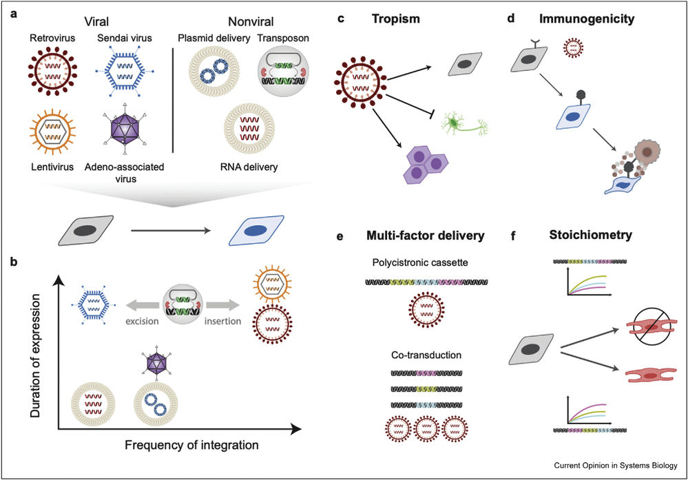 Fig.1 Vector constructs and transgene activation. (OA Literature)