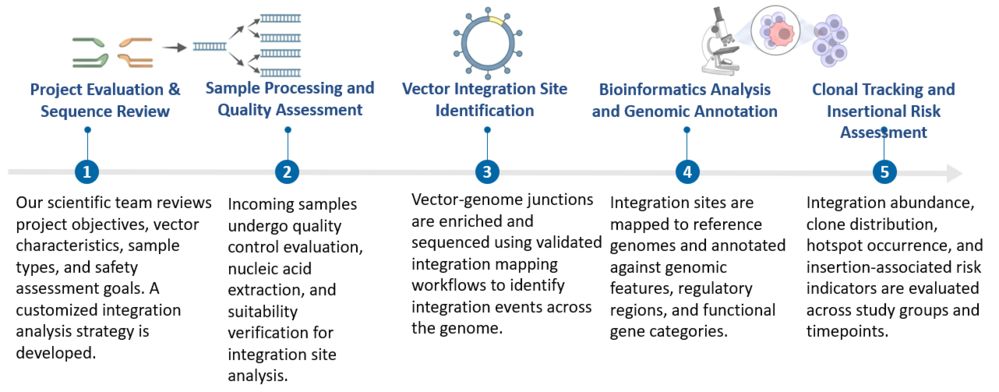 Workflow of Vector Integration Site Analysis (ISA) & Early Insertional Mutagenesis Screening for In Vivo CAR. (Creative Biolabs Original)