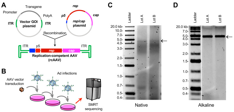 Fig.1 Cellular expansion of replication-competent adeno-associated virus. (OA Literature)