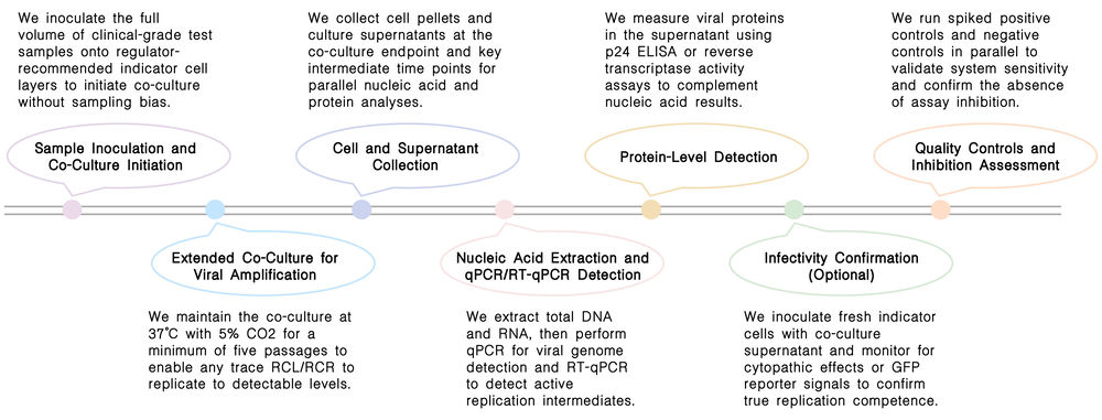Workflow of statutory RCL/RCR co-culture assays at Creative Biolabs. (Creative Biolabs Original)