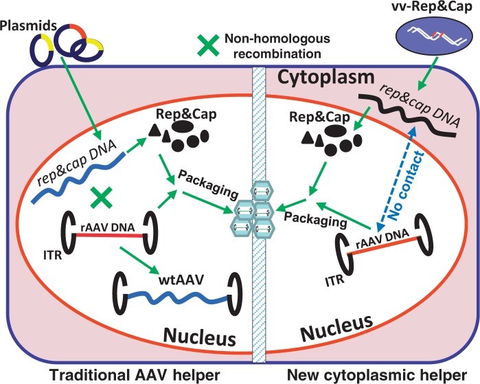 Fig.1 Removing wild-type–like AAV particles that are capable of replication from a recombinant AAV production platform. (OA Literature)