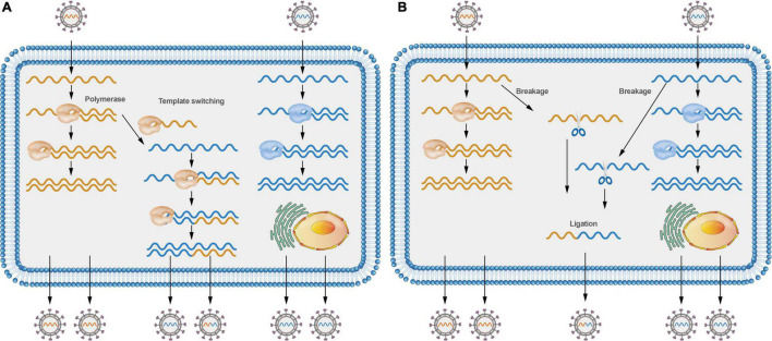 Fig.1 Recombination-driven evolution of positive-sense RNA viruses. (OA Literature)