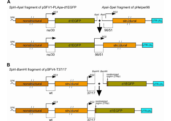 Fig.1 Strategies for the assembly of a replication-competent vector genome and a library. (OA Literature)