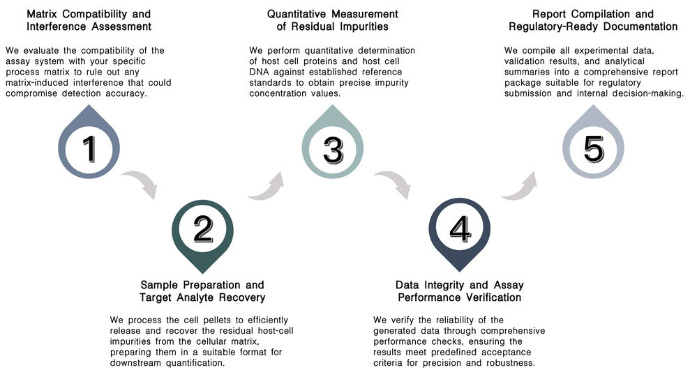 Workflow of host cell residual impurity quantification (HCD & HCP) service at Creative Biolabs. (Creative Biolabs Original)