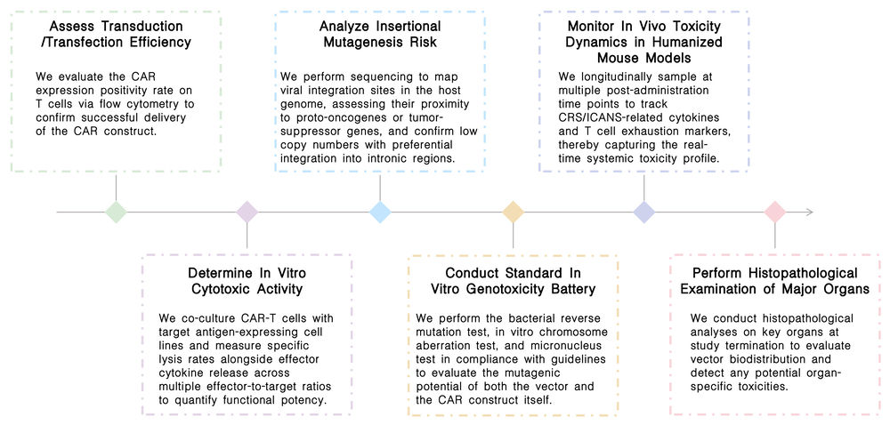 Workflow of transient systemic genotoxicity & cytotoxicity assessment services at Creative Biolabs. (Creative Biolabs Original)