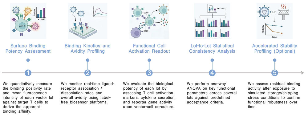 Workflow of targeting-ligand functional consistency & batch-to-batch profiling services at Creative Biolabs. (Creative Biolabs Original)