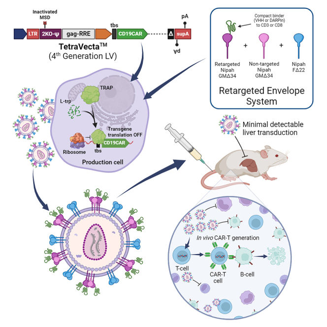 Fig.1 Efficient production of CAR T cells in vivo achieved via a retargeted fourth-generation lentiviral vector. (OA Literature)