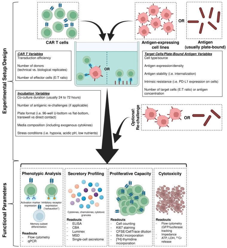 Fig.1 In vitro models of CAR-T cells. (OA Literature)