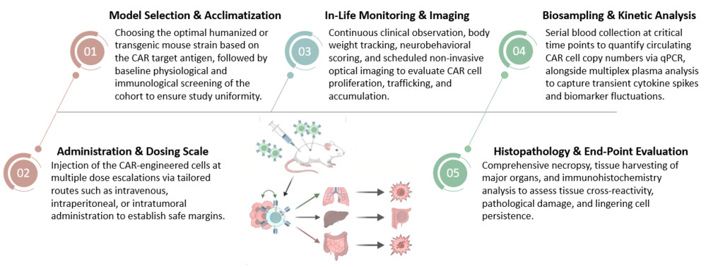 Workflow of One-stop In Vivo CAR Safety Assessment. (Creative Biolabs Original)