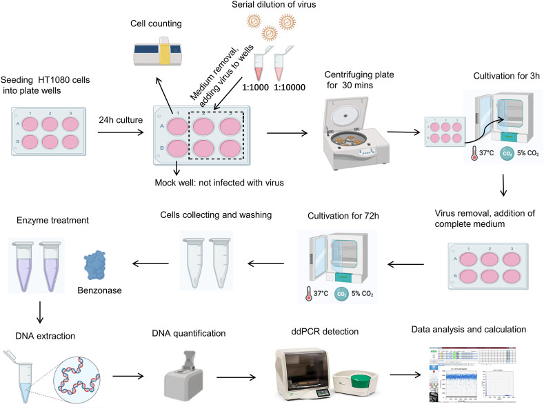 Fig.1 Method for measuring lentiviral vector infectious titers. (OA Literature)