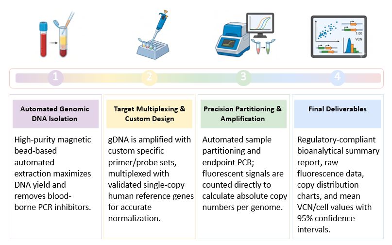 Workflow of Peripheral Blood CAR Transgene Integration Copy Number (VCN) Analysis. (Creative Biolabs Original)