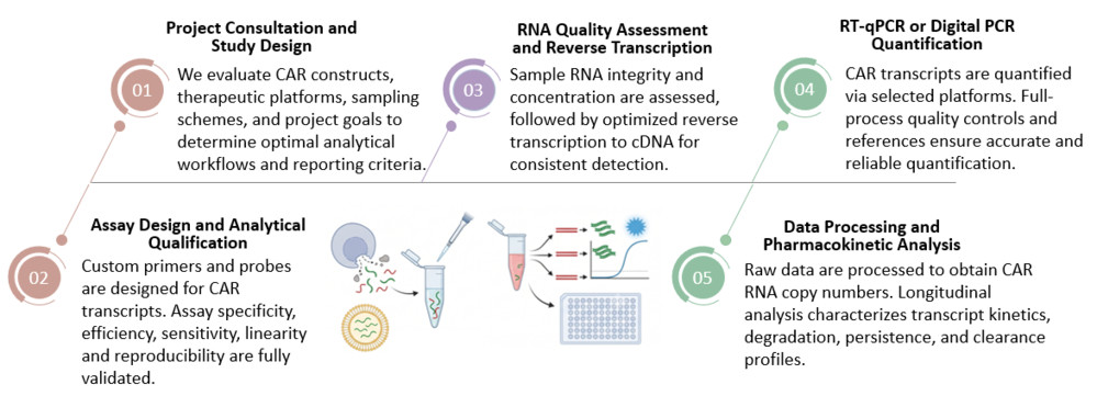 Workflow of Peripheral Blood CAR Transgene Integration Copy Number (VCN) Analysis. (Creative Biolabs Original)