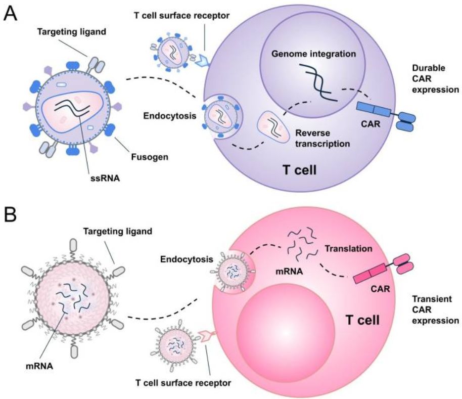 Fig.1 Intracellular mechanisms and expression dynamics of in situ CAR-T cell engineering. (OA Literature)