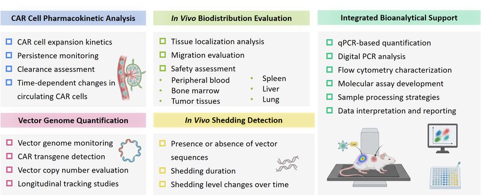 Evaluation of CAR Vector Pharmacokinetics (PK) & In Vivo Shedding Detection Services. (Creative Biolabs Original)