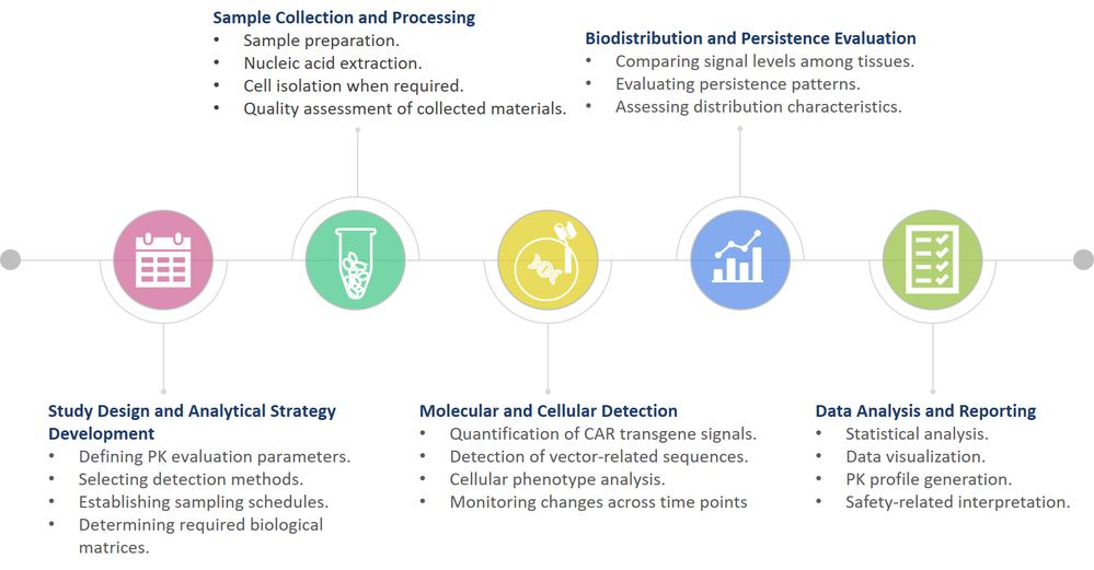 Workflow of CAR Vector Pharmacokinetics (PK) & In Vivo Shedding Detection Services. (Creative Biolabs Original)