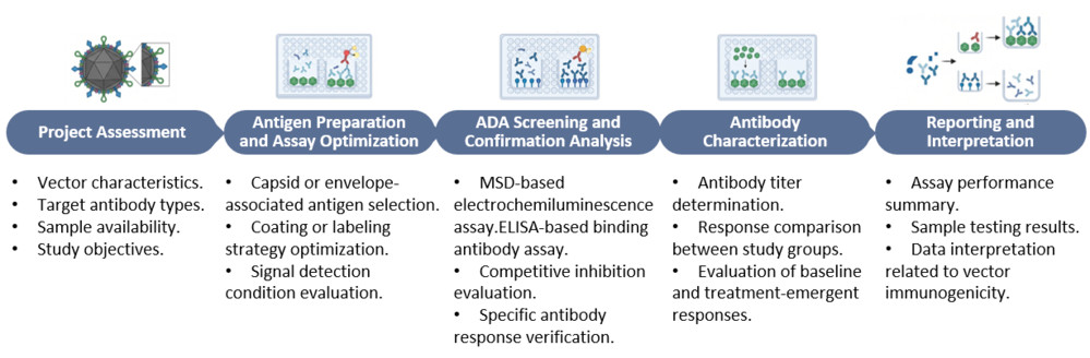Workflow of Anti-Vector ADA Assay: Capsid & Envelope Glycoprotein Antibody Detection. (Creative Biolabs Original)