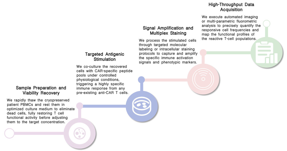 Workflow of CAR-specific cellular immune response assay at Creative Biolabs. (Creative Biolabs Original)