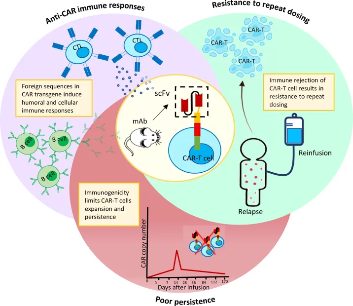 Fig.1 Immune responses triggered by murine scFv cause premature clearance of CAR-T cells and hinder repeated dosing. (OA Literature)