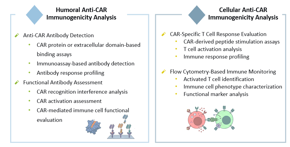 Evaluation of Humoral & Cellular Anti-CAR Immunogenicity Evaluation Services. (Creative Biolabs Original)