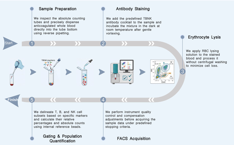 Workflow of lymphocyte subset profile & absolute cell count analysis (TBNK FACS) at Creative Biolabs. (Creative Biolabs Original)