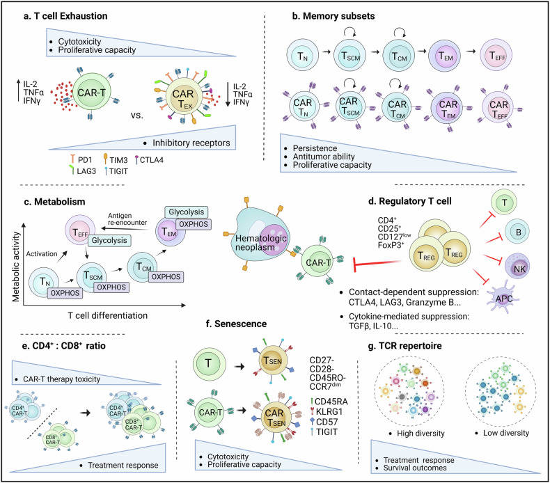 Fig.1 T cell features linked to CAR-T therapy effectiveness. (OA Literature)